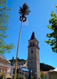 Maibaum Aufstellen